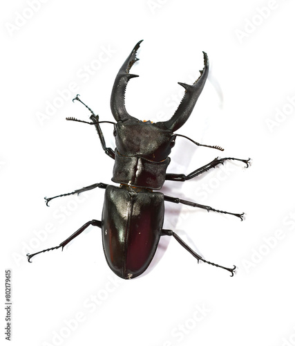 stag beetle isolated on white background.