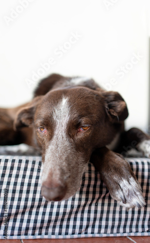 portrait of a dog sleeping in his bed with a typical plaid cloth cover for bale making.