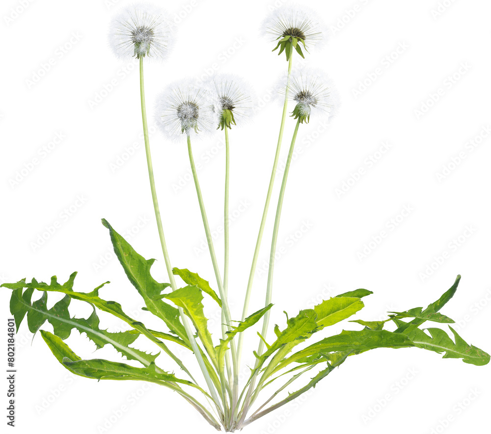Fototapeta premium Side view of dandelion plant