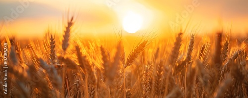 Amber Waves of Grain  Radiant Sunset Over a Flourishing Wheat Field - Endless  Warm  and Fertile