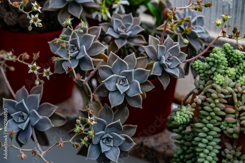 Succulents love light and need about six hours of sun per day, depending on the type of succulent