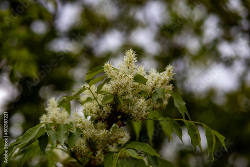close up of a tree