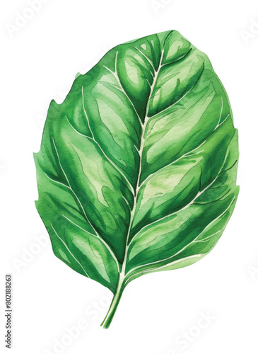 Basil leaves watercolor illustration isolated on white background © VN