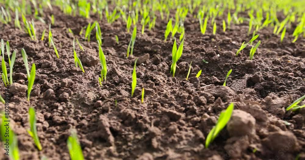 green sprouts of cereal rye in spring, a field with a new crop of rye in Europe