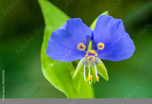 This flower resembles a face of an animal, maybe a dog? Of course it only looks like this from this one angle. False Dayflower, Texas
