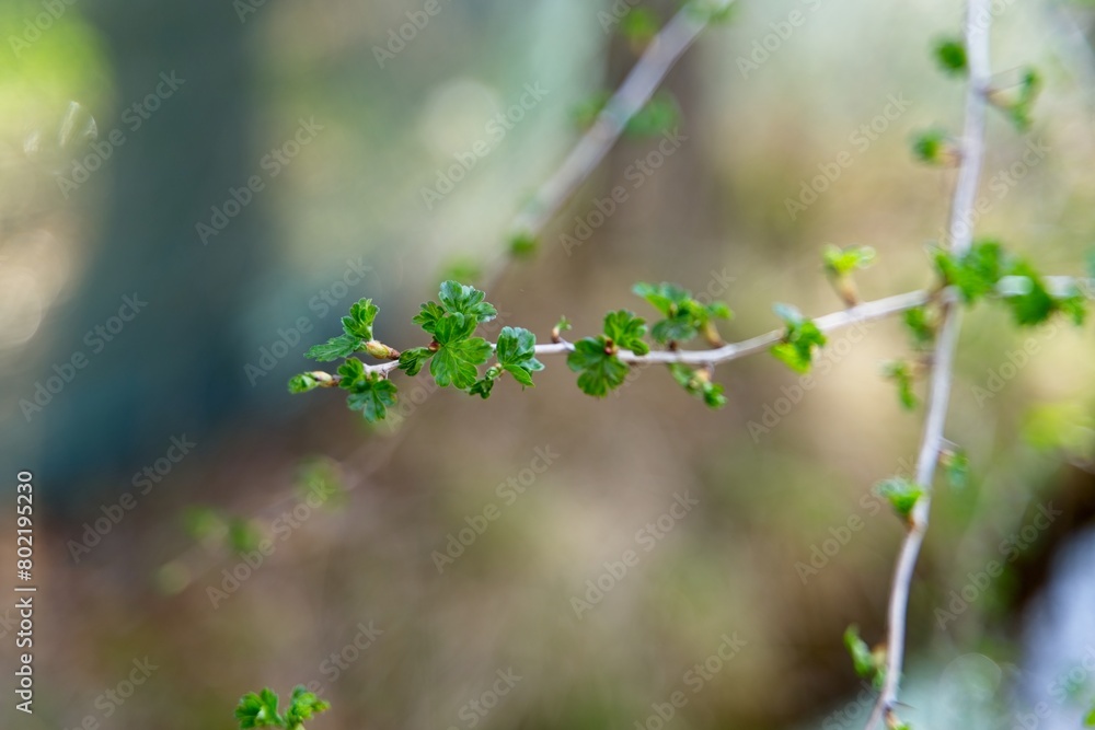 The first leaves on the branches of black currant on a blurred background. The first leaves on the branches of black currant on a blurred background.