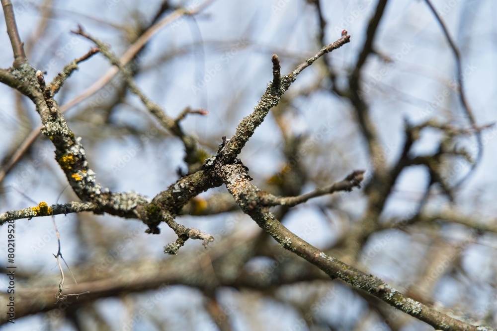 Moss-covered branches of an old tree against a background of a half-blurred sky.                               