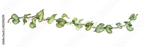 Detailed realistic ivy leaves isolated on white background. Watercolor hand painted botany. Green stem set photo