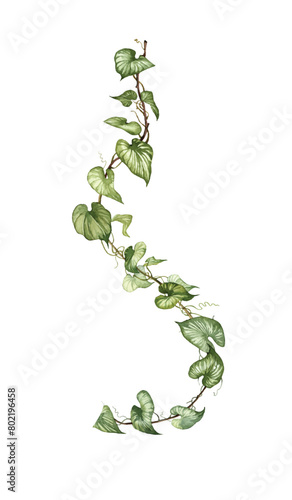 Detailed realistic ivy leaves isolated on white background. Watercolor hand painted botany. Green stem set