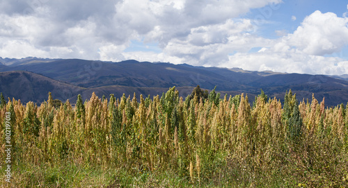 Photograph of quinoa fields in a valley in Peru. Specifically in the Mantaro valley. photo