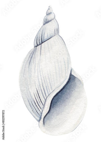 Seashell on isolated white background, watercolor painting illustration sea shell, Trendy nautical clipart for design