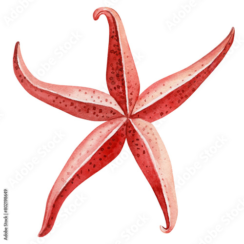 Red starfish on an isolated white background. Watercolor illustration, Marine design, postcard Beautiful sea Starfish