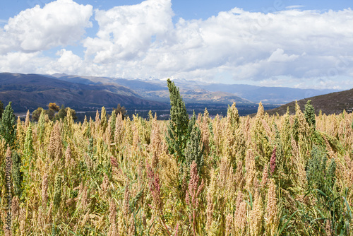Photograph of quinoa fields in a valley in Peru. Specifically in the Mantaro valley. photo