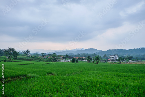 Scenic View of Village Life Amidst Rice Fields