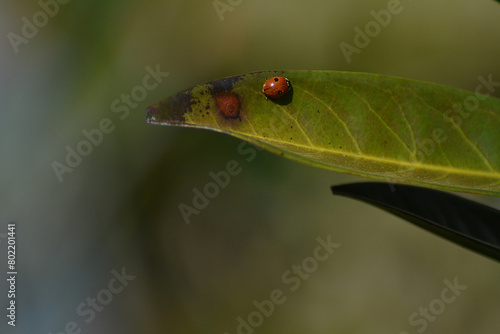 ladybug on leaf © Michaela