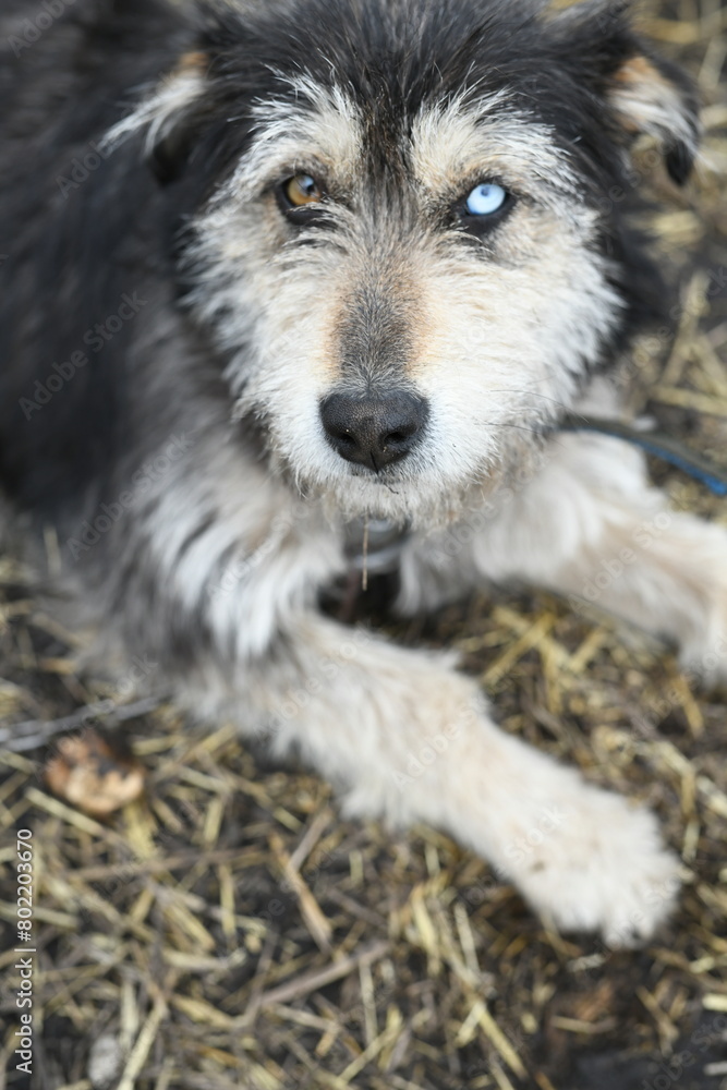 A funny dog with different colored eyes on a chain guards the farm A funny dog with different colored eyes on a chain guards the farm