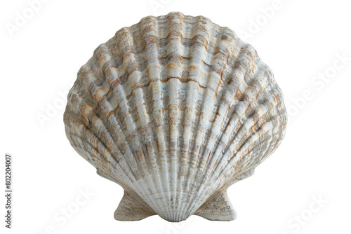 Scallop shell isolated on transparent background.