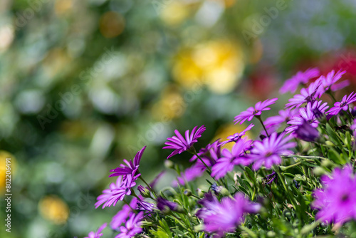 flowers in the beautiful garden
