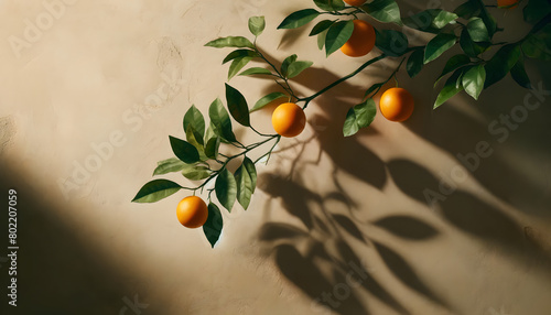 oranges et feuillage avec ombre sur un mur