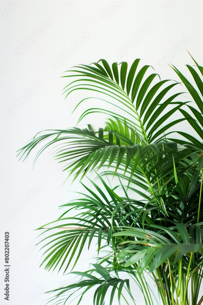 Lush Green Palm Fronds Against White Background Lush Green Palm Fronds Against White Background
