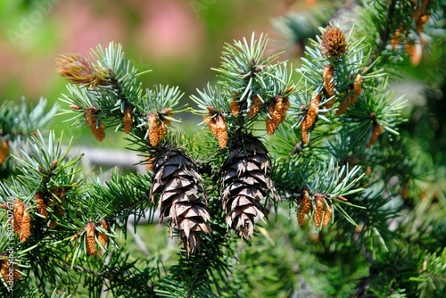 Close-up of Douglas fir (Pseudotsuga Carriere) branches with cones and flowers
