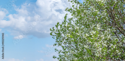 Tree decorated with white flowers and cloudy sky in spring. Newly resurrected nature concept with writing space blank.