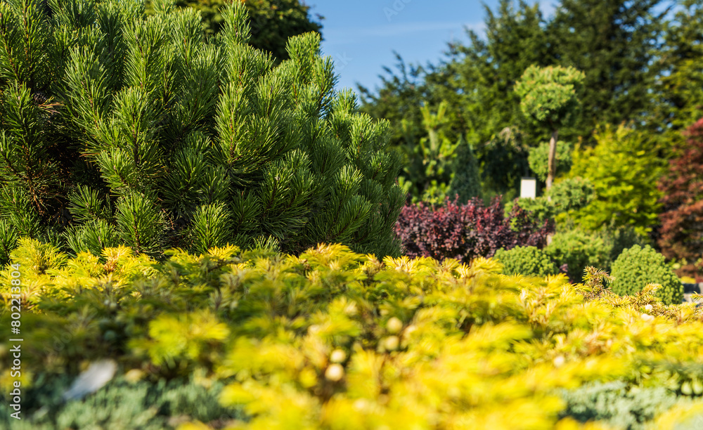 Beautiful Rockery Garden Full of Pine Plants Beautiful Rockery Garden Full of Pine Plants