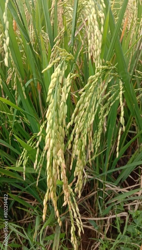 photo of green rice plants for the background