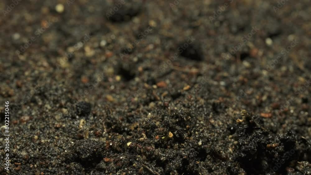 Growing seeds rising from soil time lapse 4k footage. Growing seeds rising from soil time lapse 4k footage.