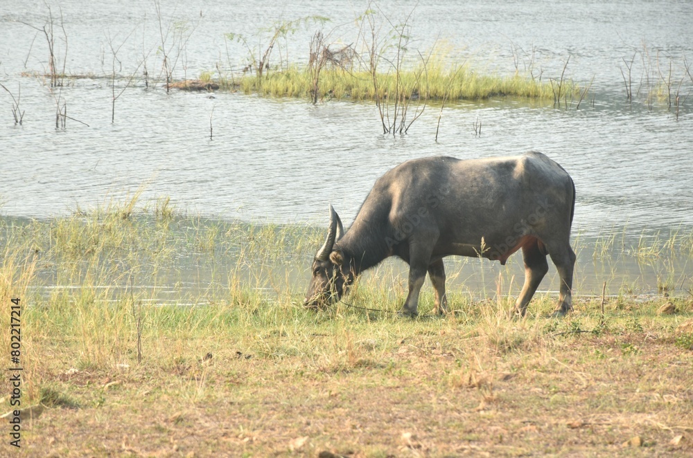 Thai buffalo feeding grass on field at Klong bot water reservoir lake in Thailand