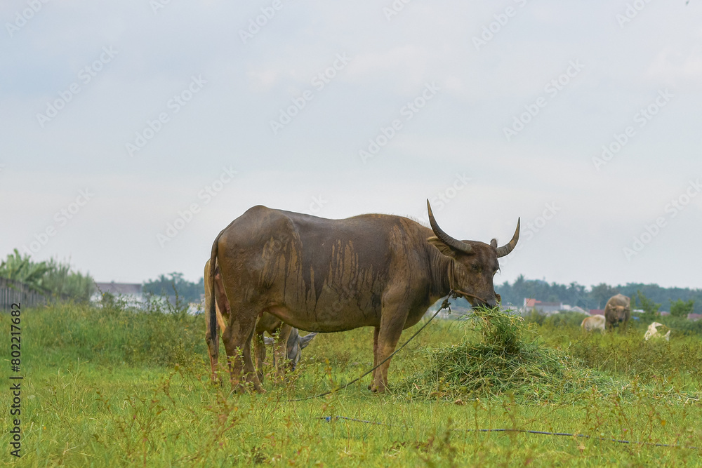 Male buffalo in the pasture, Buffalo eating grass, Buffalo farmer Male buffalo in the pasture, Buffalo eating grass, Buffalo farmer