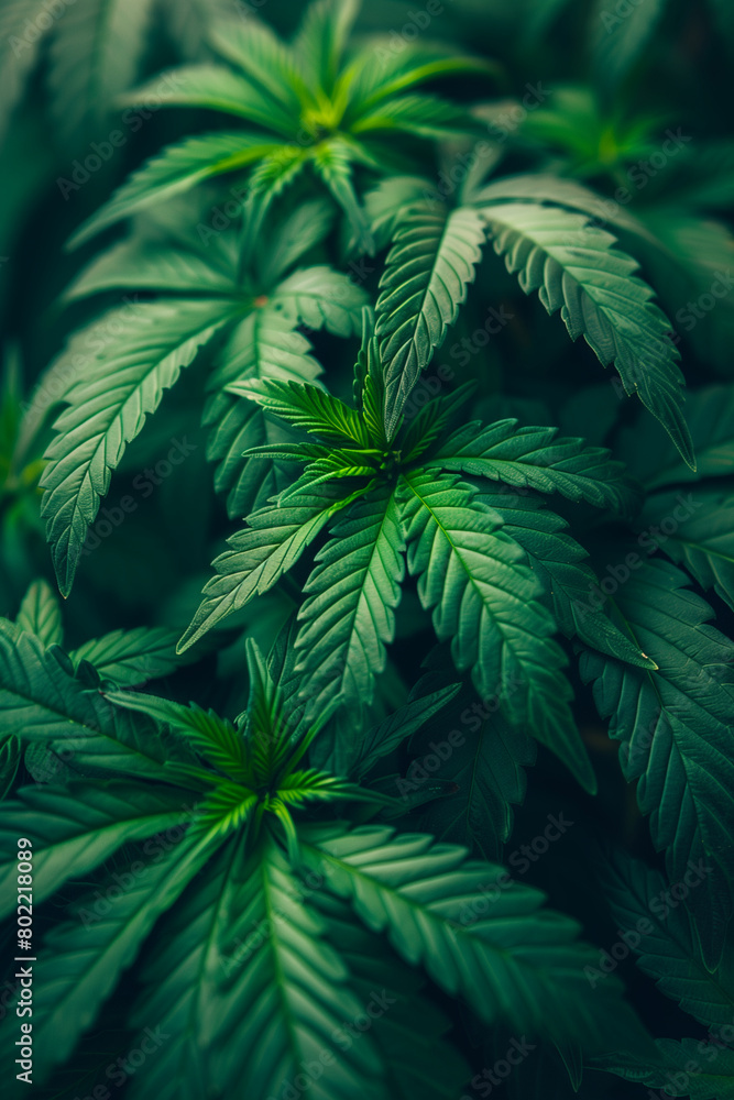 Beautiful green healthy cannabis plant, close-up Beautiful green healthy cannabis plant, close-up