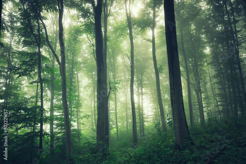 green forest in fog, dark fantasy landscape