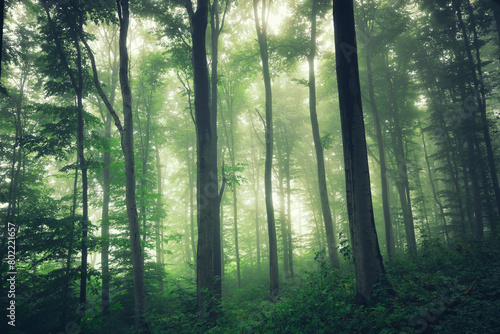 green forest in fog, dark f...