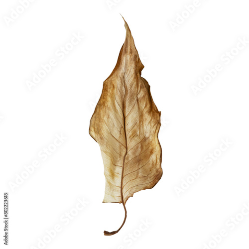 Dried leaf of a plant.