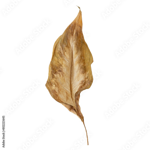 Dried dehydrated brown plant leaf.