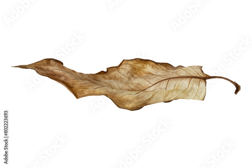 Dried withered brown leaf of a plant.