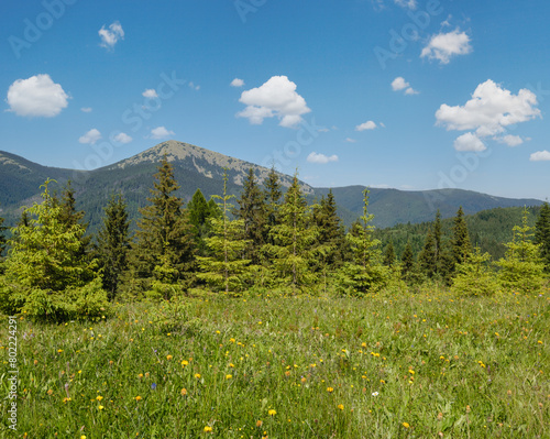 Summer Gorgany massiv mountains scenery view from Sevenei hill (near Yablunytsia pass, Carpathians, Ukraine.)