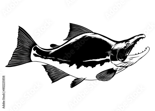 Hand Drawn Illustration of Sockeye Salmon Black and White (ID: 802225858)