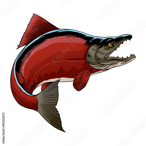 Hand Drawn Illustration of Sockeye Salmon Fish (ID: 802226272)