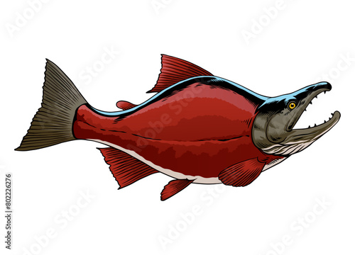 Hand Drawn of Sockeye Salmon Fish Illustration (ID: 802226276)