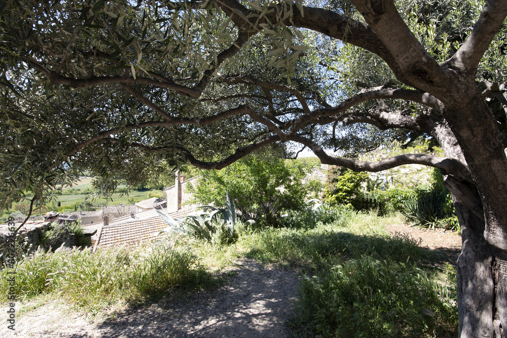 Fototapeta premium Village de Provence, sous les oliviers