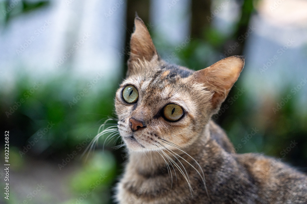 Tortoiseshell orange and black fur cat looking up at camera, inquisitive head tilted portrait. Tortoiseshell orange and black fur cat looking up at camera, inquisitive head tilted portrait.