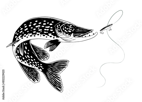 Pike Fish Illustration in Vintage Hand Drawn Style