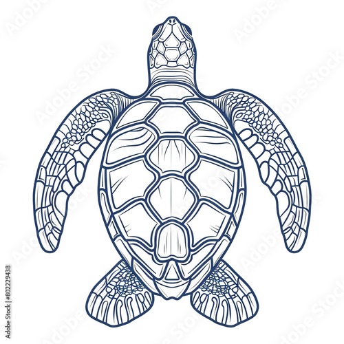 A detailed line drawing of a sea turtle from a top down view.