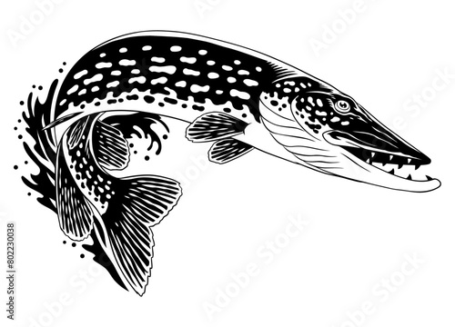 Pike Fish Jumping Out of Water Black and White Illustration