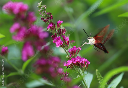 Hawk Moth