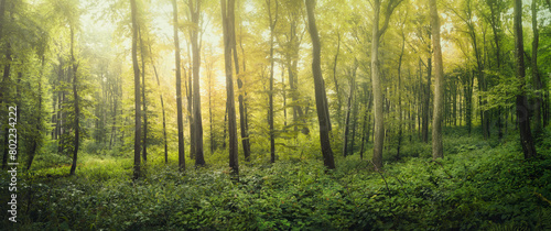 high resolution green forest panorama
