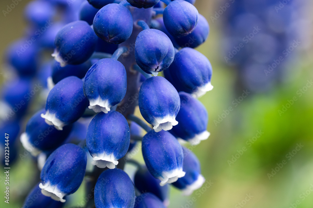 macro shot of a small grape hyacinth - Muscari botryoides. Plant with dense grape-shaped inflorescence. The flowers are lily-like. Beautiful blue flowers in bell shape. Found in Central Europe macro shot of a small grape hyacinth - Muscari botryoides. Plant with dense grape-shaped inflorescence. The flowers are lily-like. Beautiful blue flowers in bell shape. Found in Central Europe