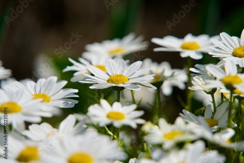Close-up of white and yellow marguerite flowers